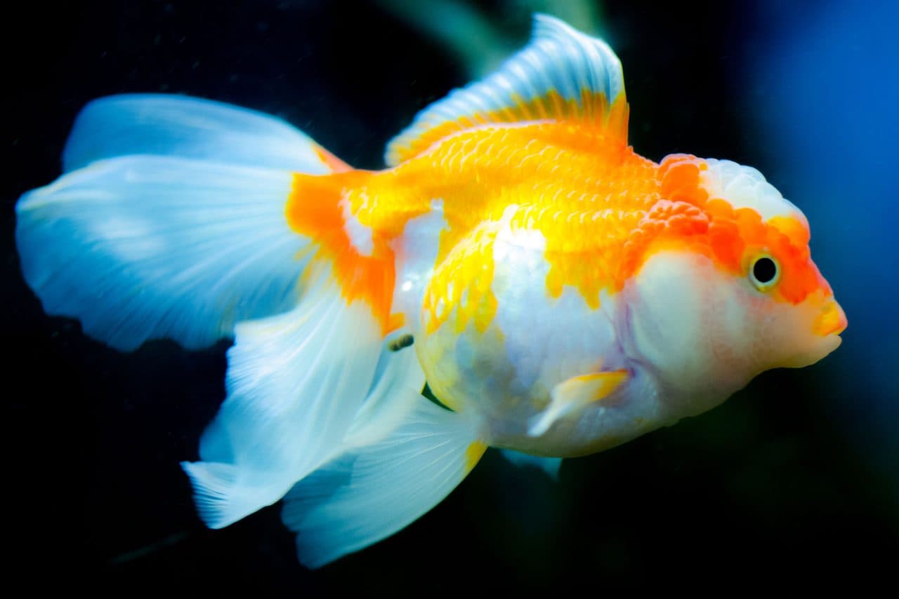 Goldfish — Goldfish — photo by ClickerHappy (Pexels)