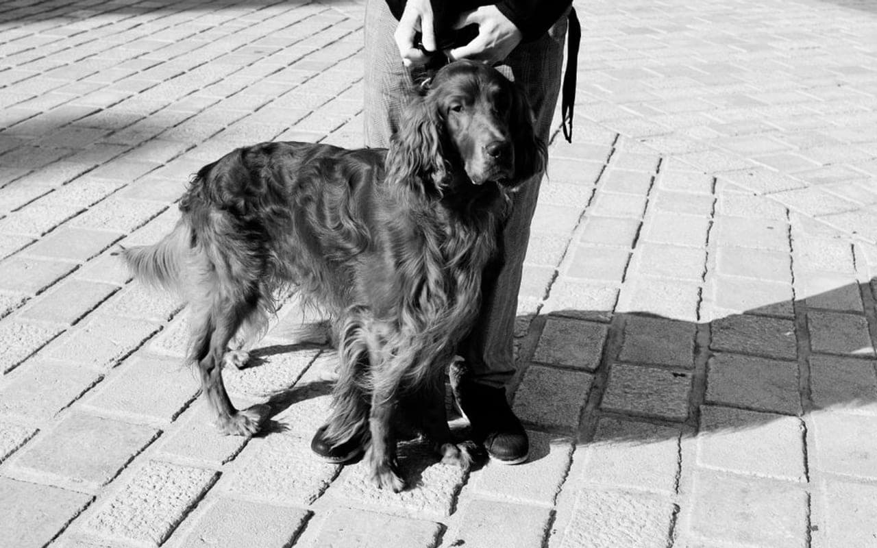 Gordon Setter