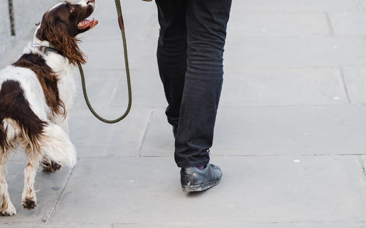 Gordon Setter — gallery 2