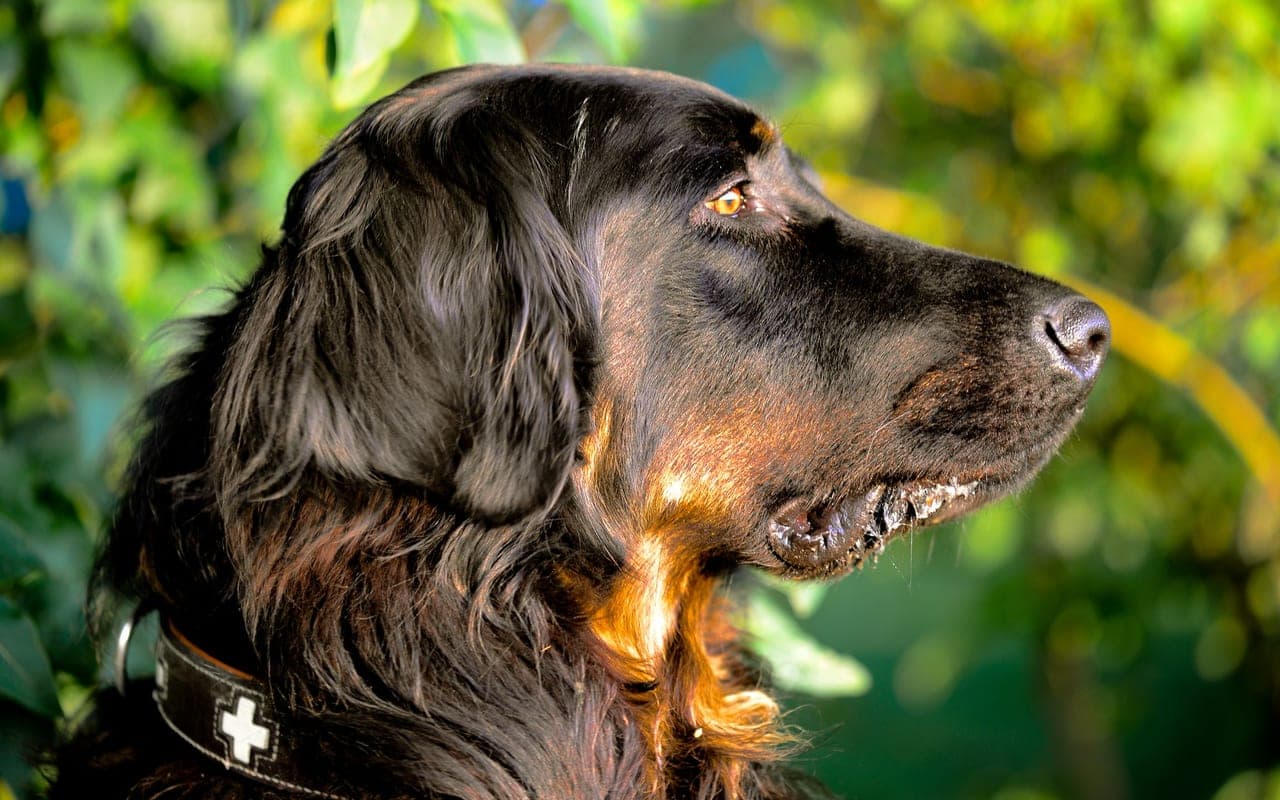 Gordon Setter — photo by Michael Hölzl (Pexels)