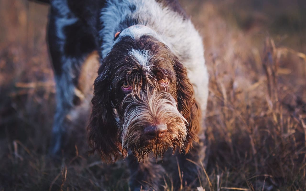 Grand Basset Griffon Vendéen — photo by Andreas Schnabl (Pexels)