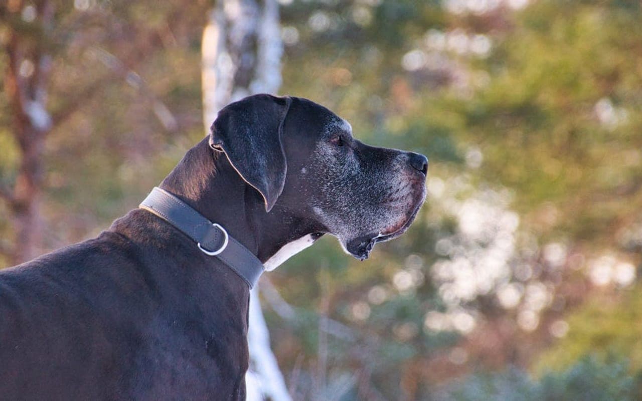 Great Dane — gallery 2