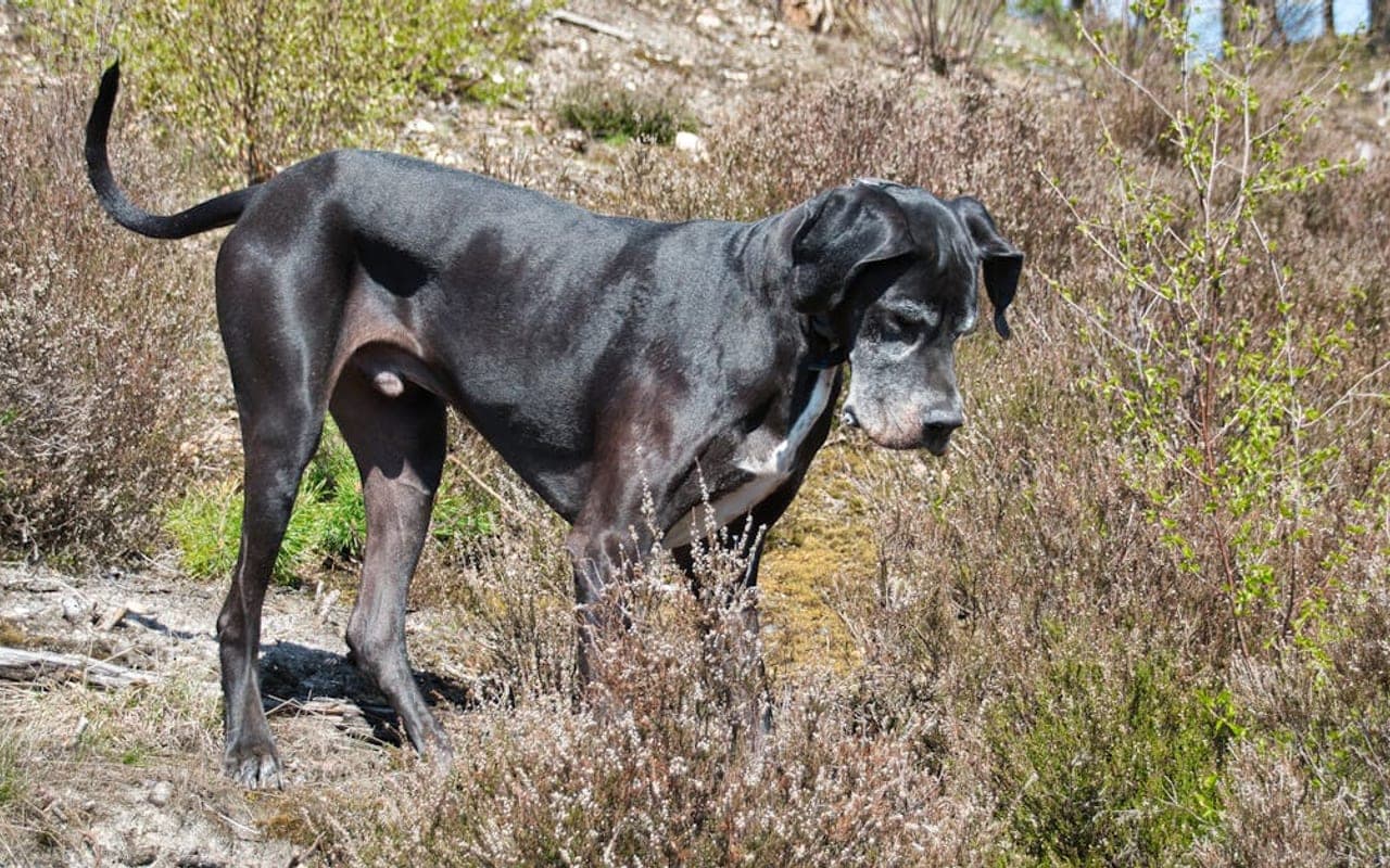 Great Dane — gallery 3