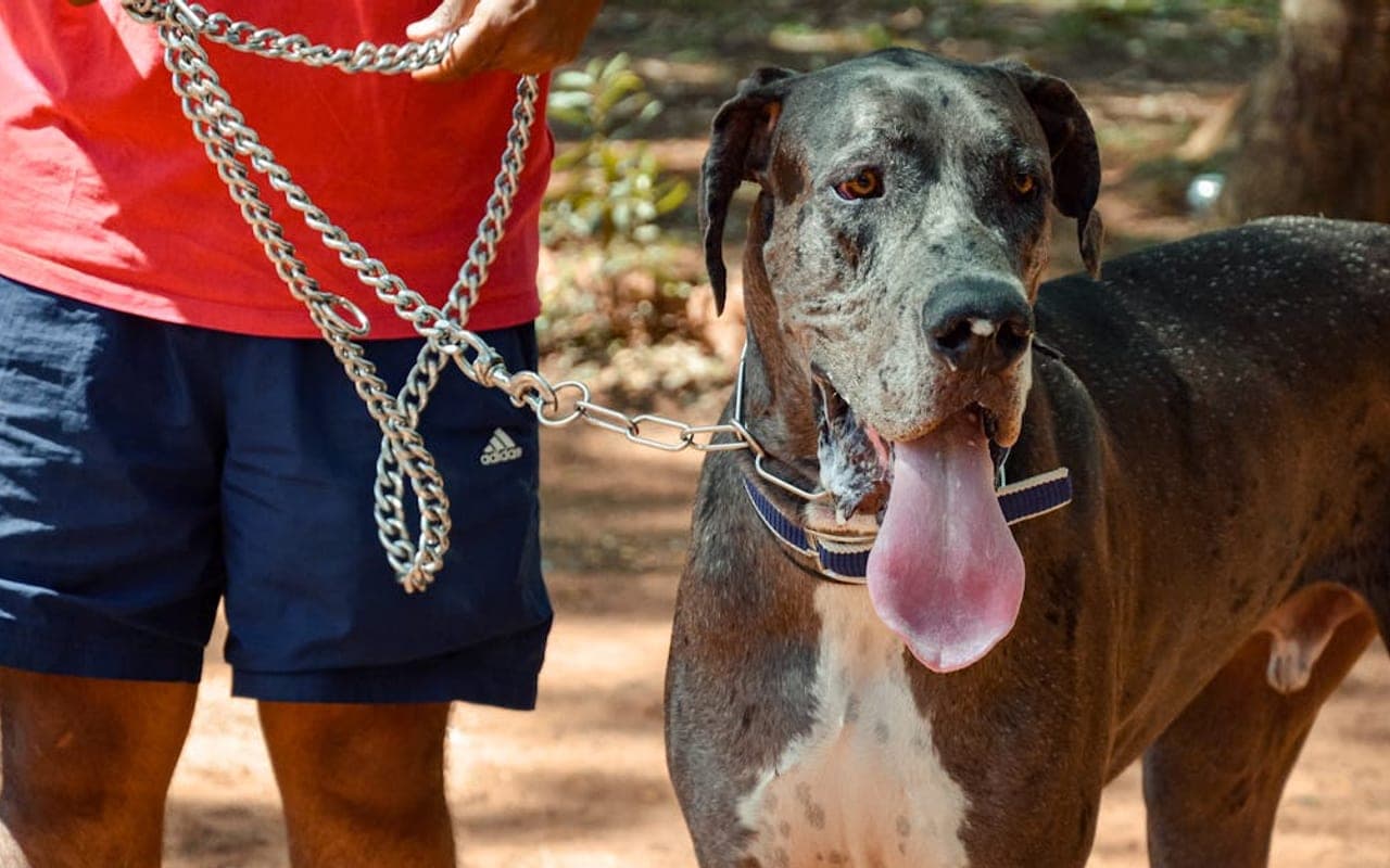 Great Dane — gallery 4