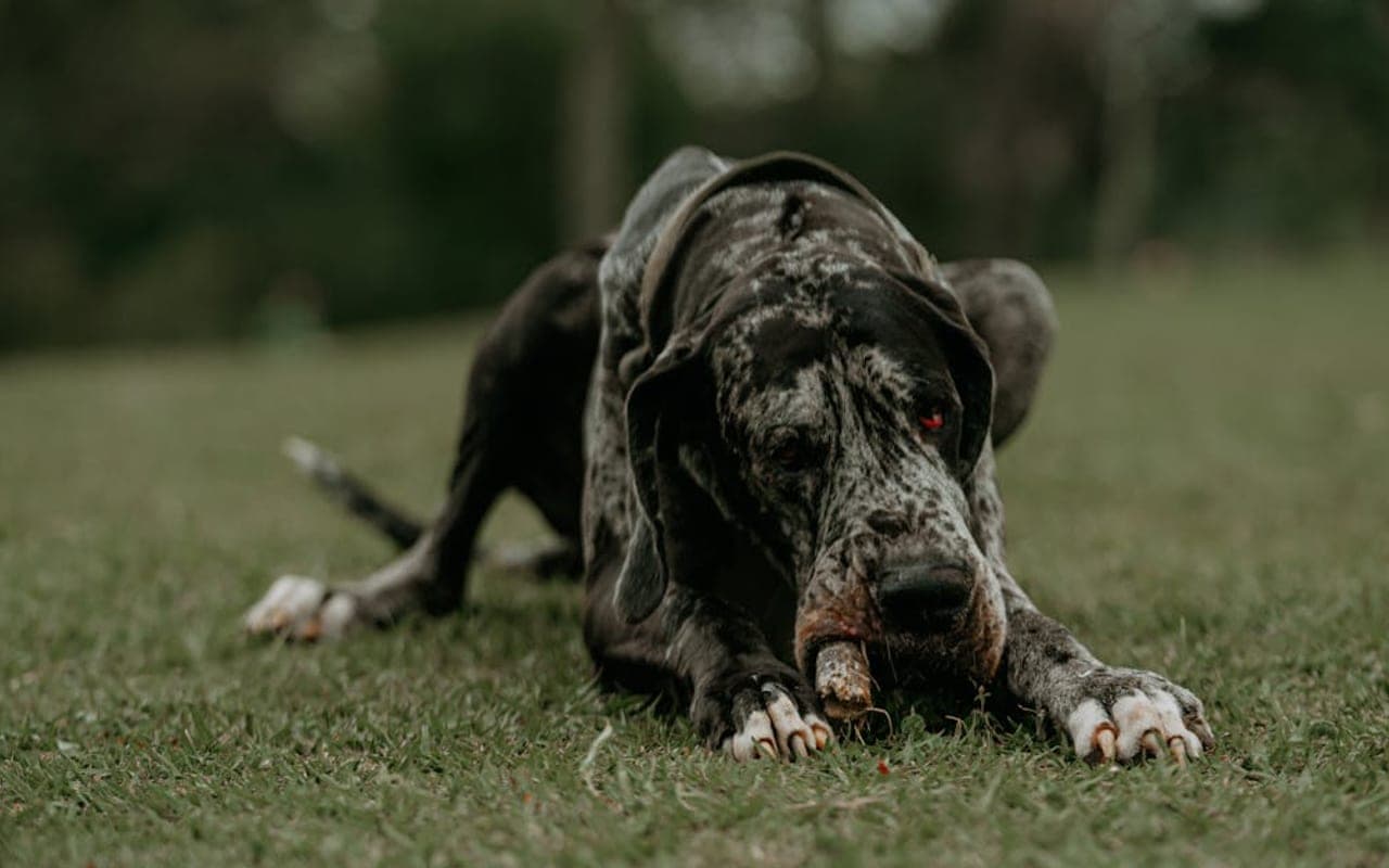 Great Dane — gallery 5
