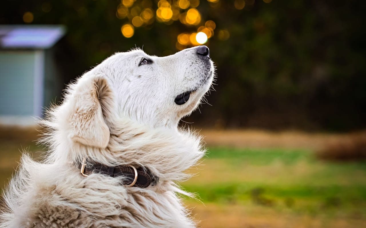 Great Pyrenees — photo by Caden Van Cleave (Pexels)