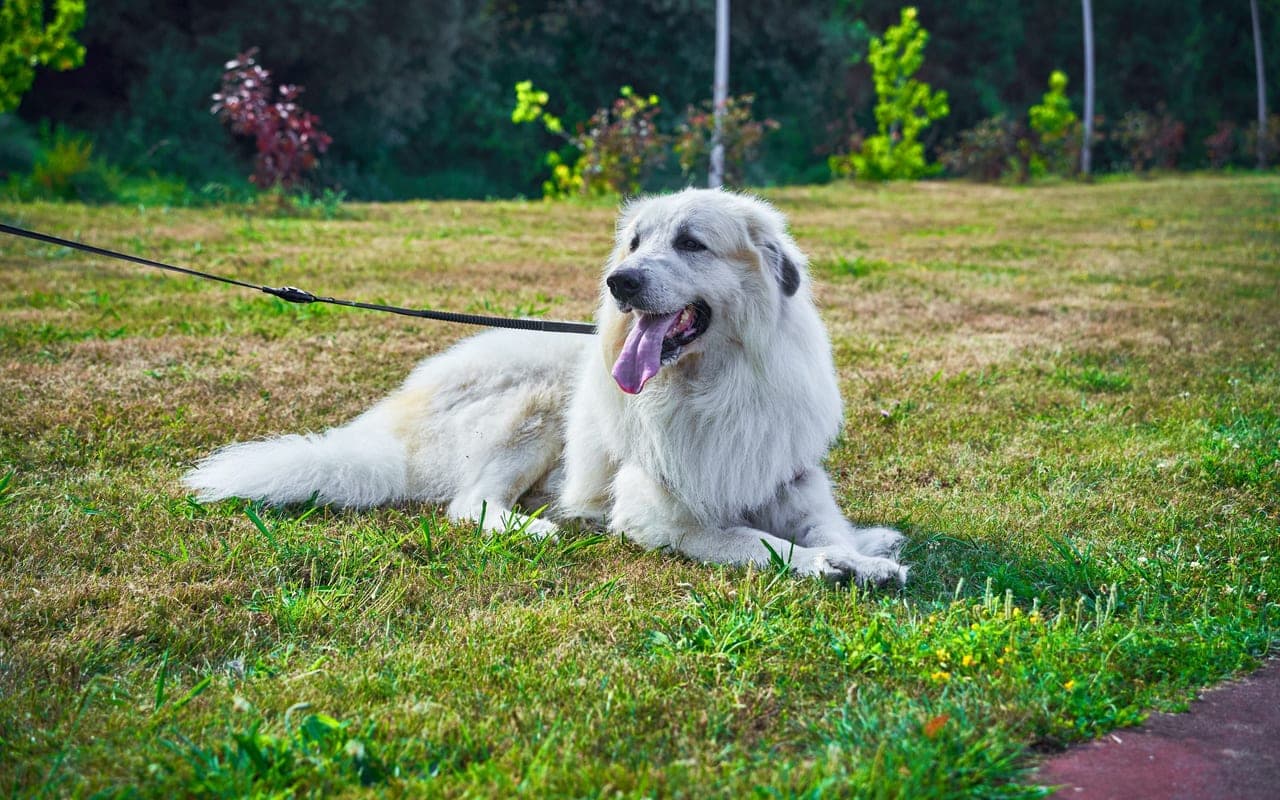 Great Pyrenees — photo by Mike Art 🎥 Visual Creator | Photography and Video 📸 (Pexels)