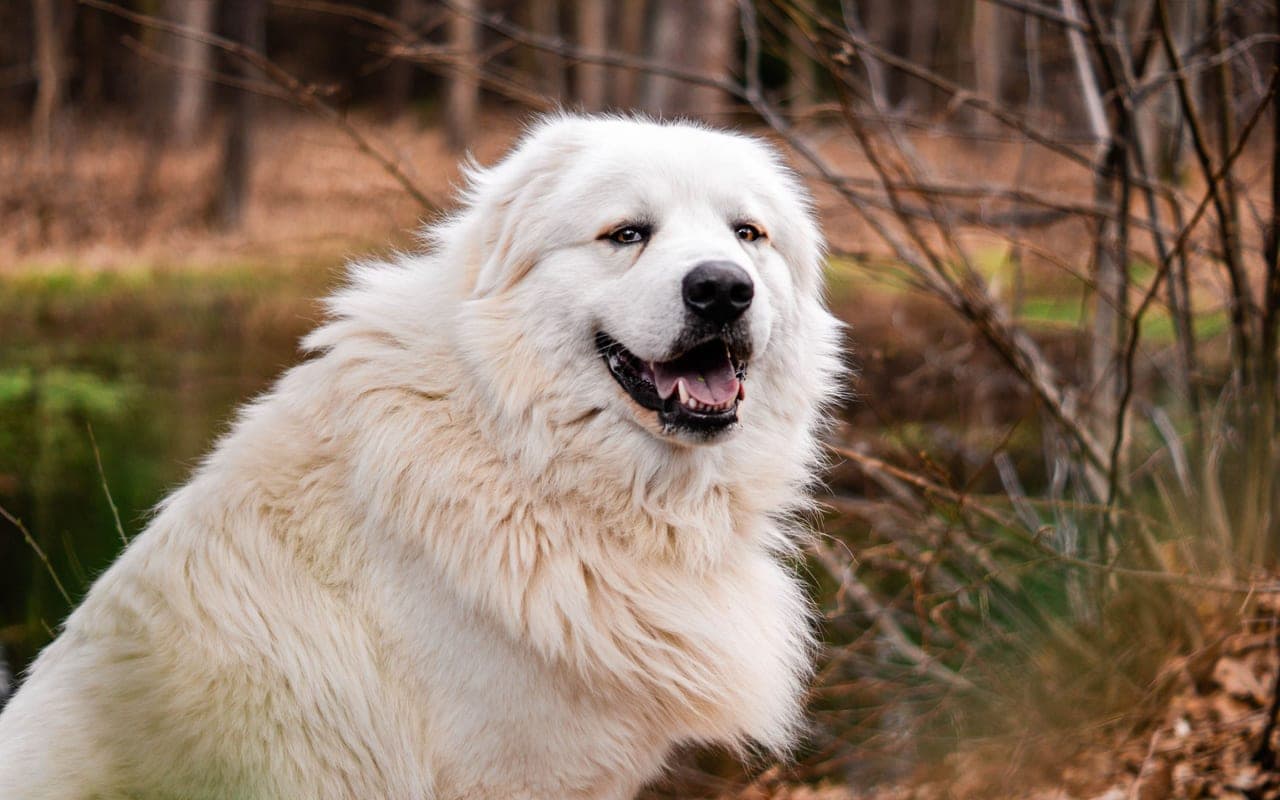 Great Pyrenees — photo by Tychon Krug (Pexels)