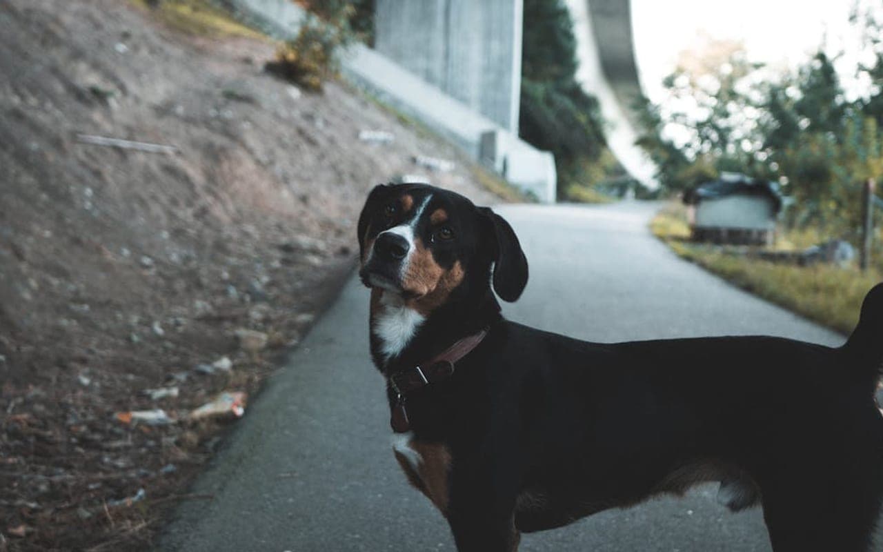 Greater Swiss Mountain Dog — gallery 2