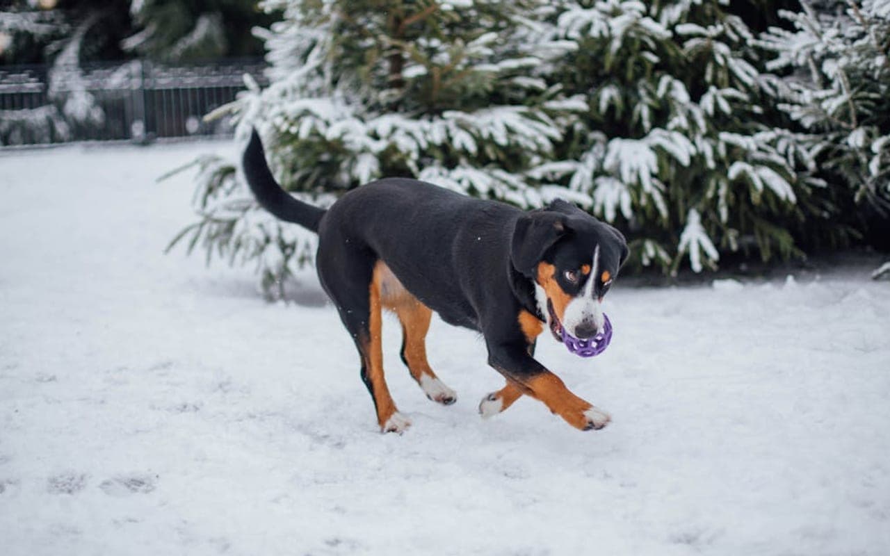 Greater Swiss Mountain Dog — gallery 3