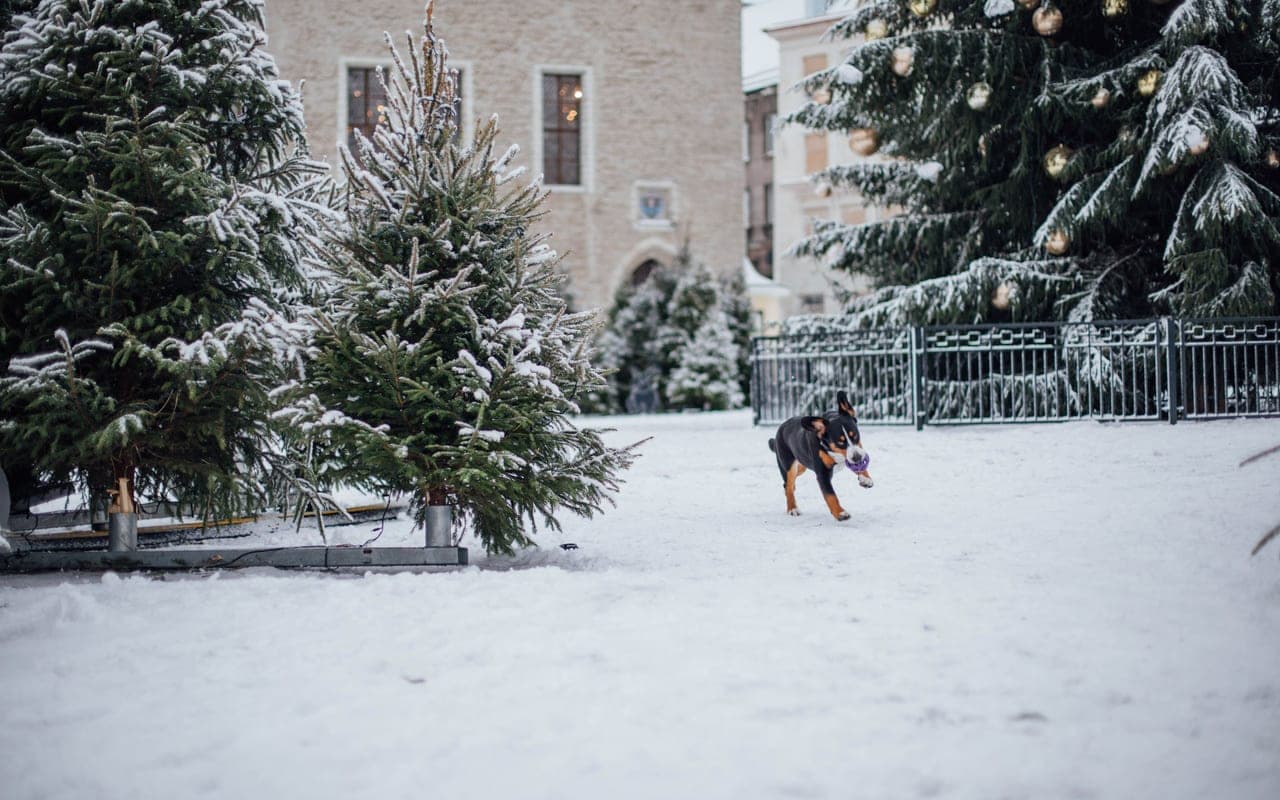 Greater Swiss Mountain Dog — photo by Valeria Boltneva (Pexels)