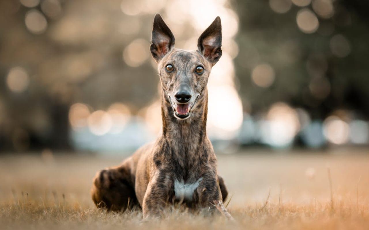 Greyhound dog breed