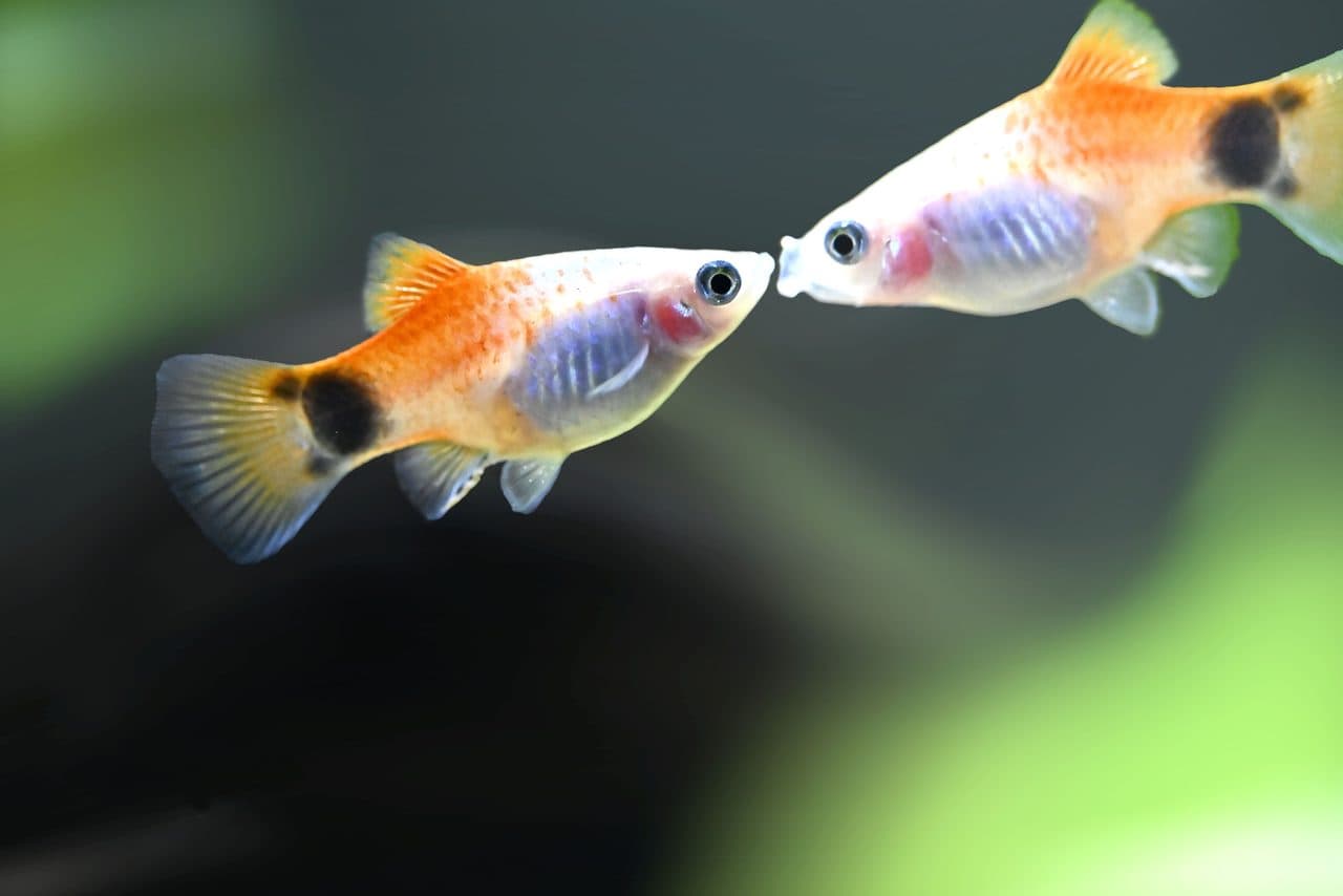 Guppy — Guppy — photo by leonardo prascina (Pexels)