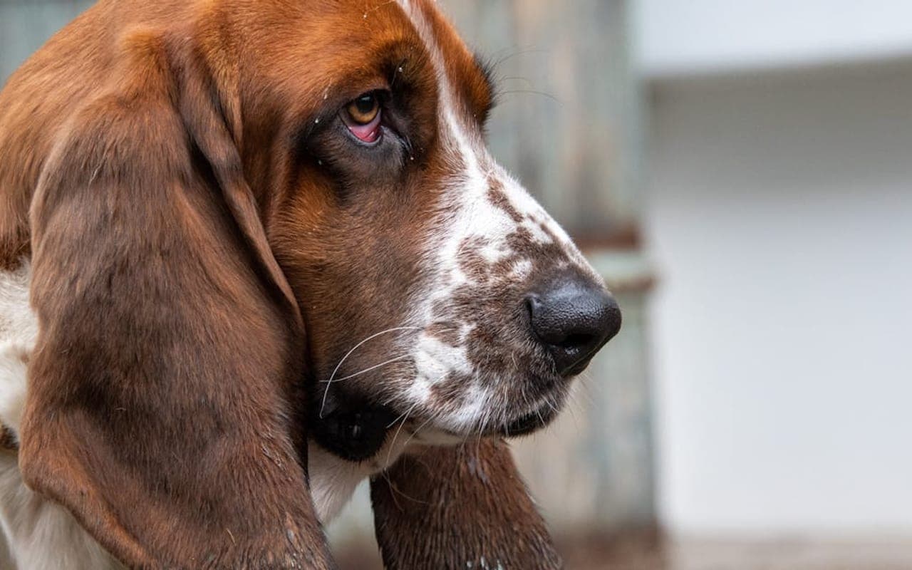 Hanoverian Scenthound dog breed portrait
