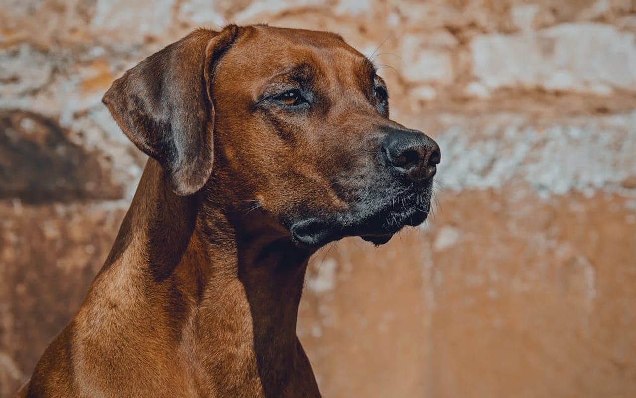 Hanoverian Scenthound — gallery 3