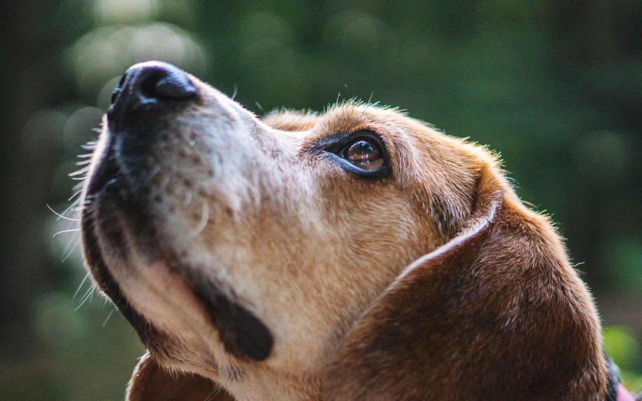 Hanoverian Scenthound — photo by Simon Robben (Pexels)