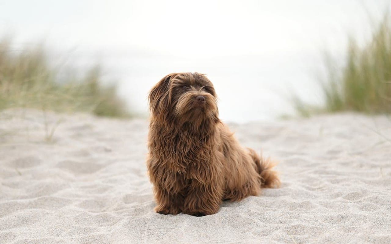 Havanese dog breed portrait