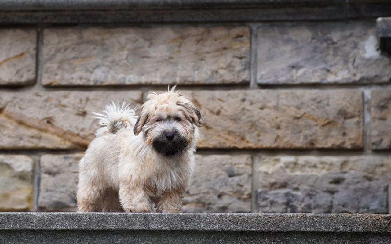 Havanese — gallery 2