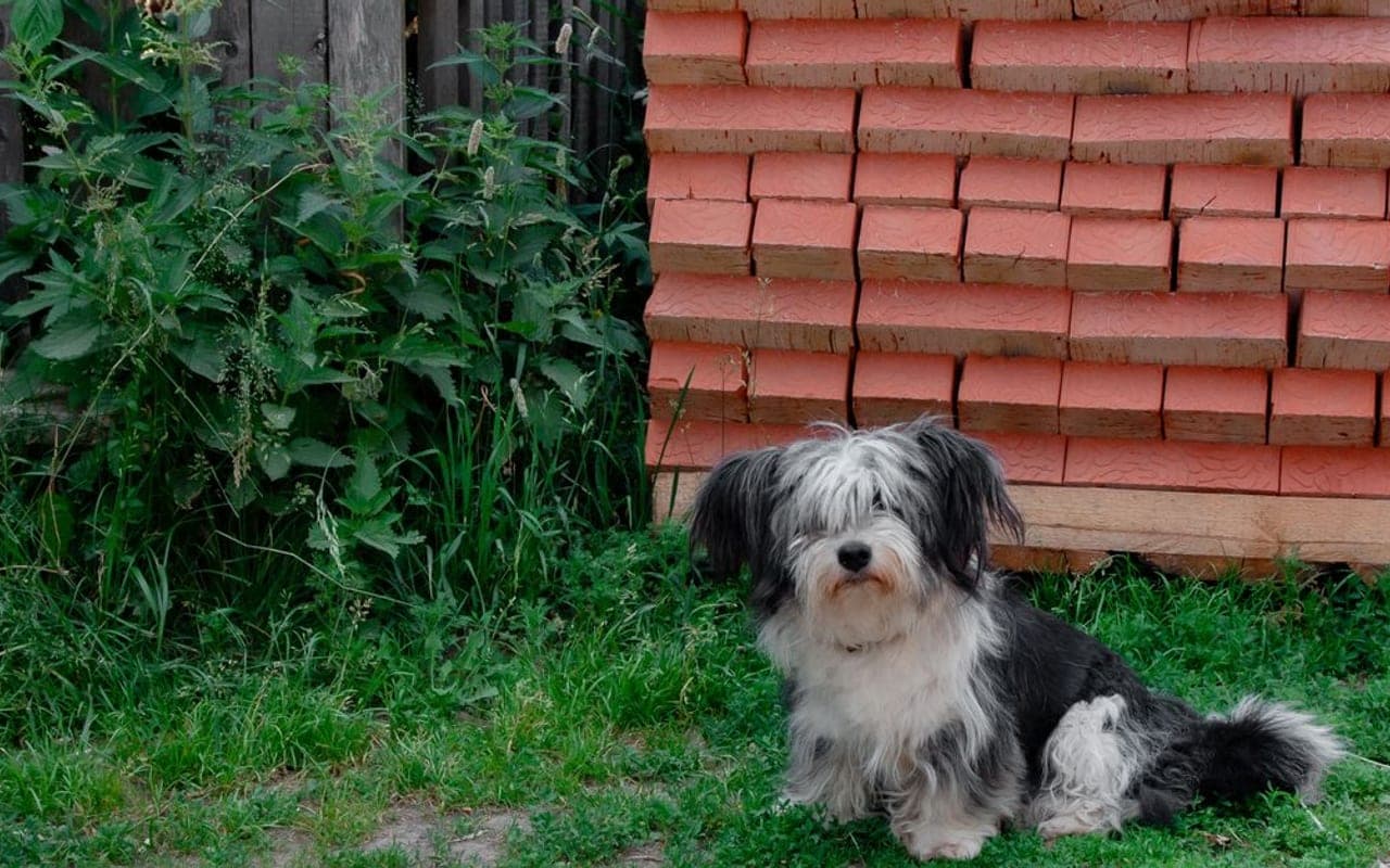 Havanese — gallery 3
