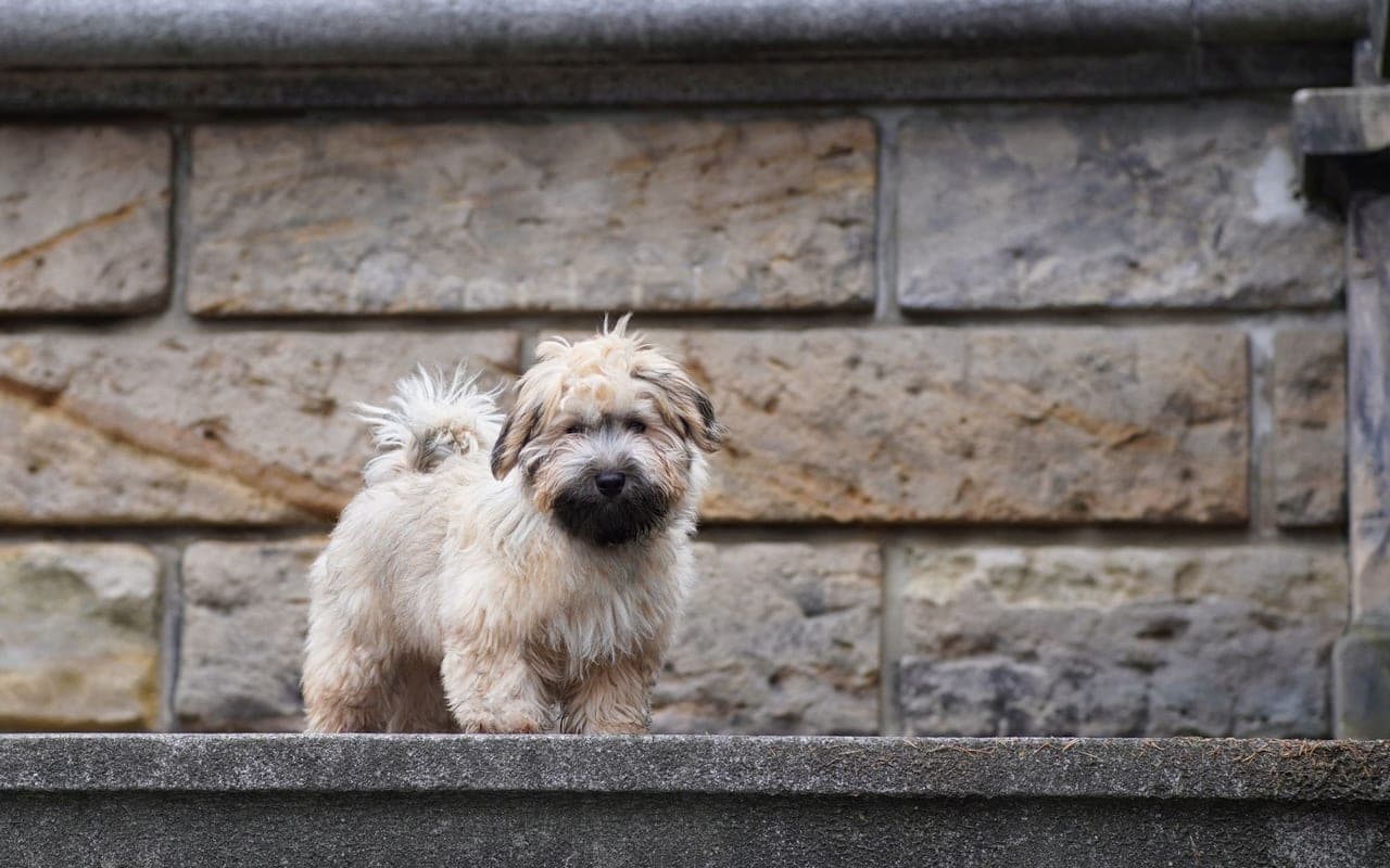 Havanese — photo by Detlef Bukowski (Pexels)