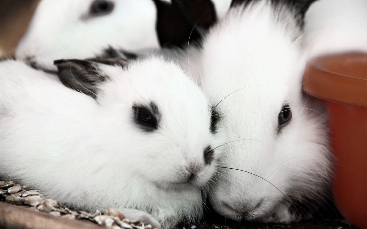 Himalayan rabbit