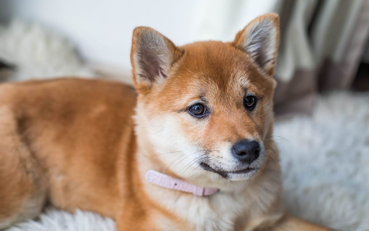 Hokkaido dog breed portrait