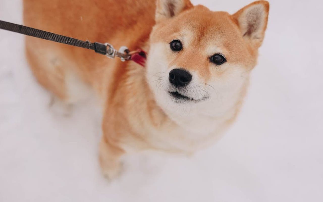 Hokkaido — gallery 3