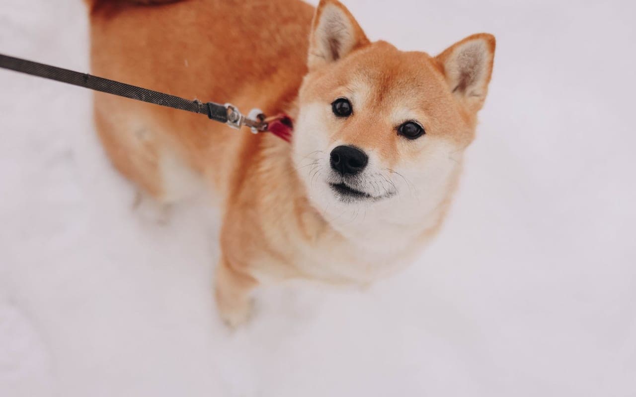Hokkaido — photo by Valeria Boltneva (Pexels)