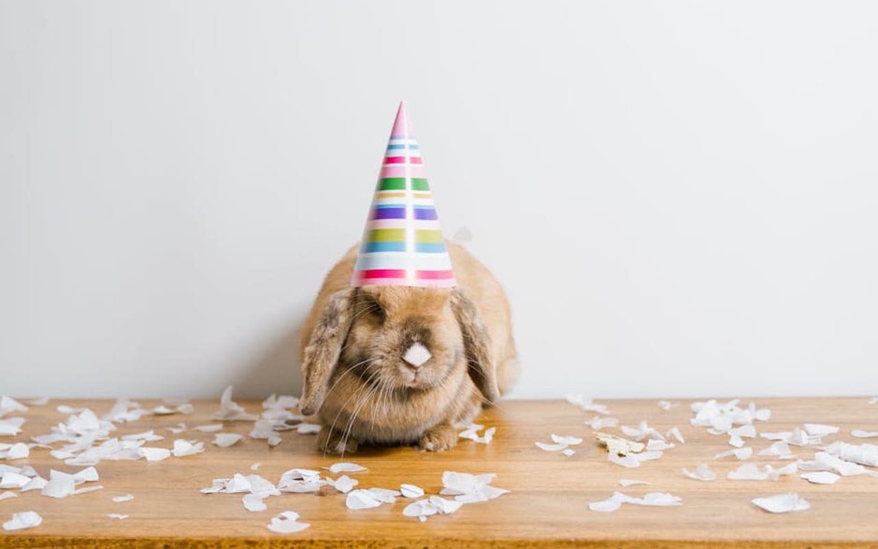 Holland Lop — gallery 3 (Pexels)