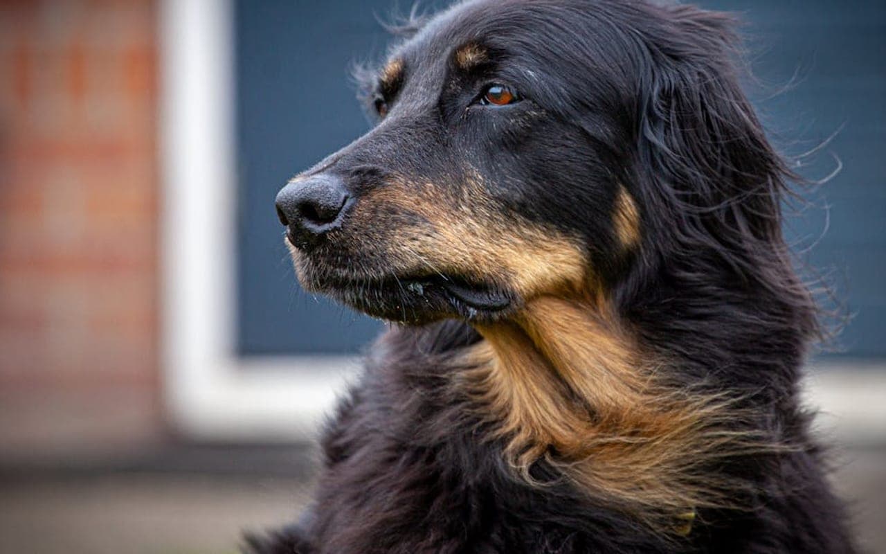 Hovawart dog breed portrait