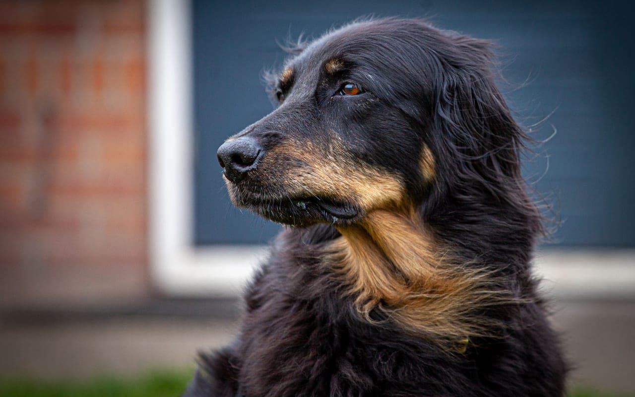 Hovawart — photo by Theo Willems (Pexels)