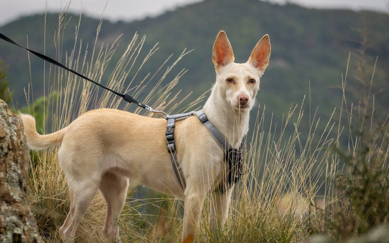 Ibizan Hound — gallery 2