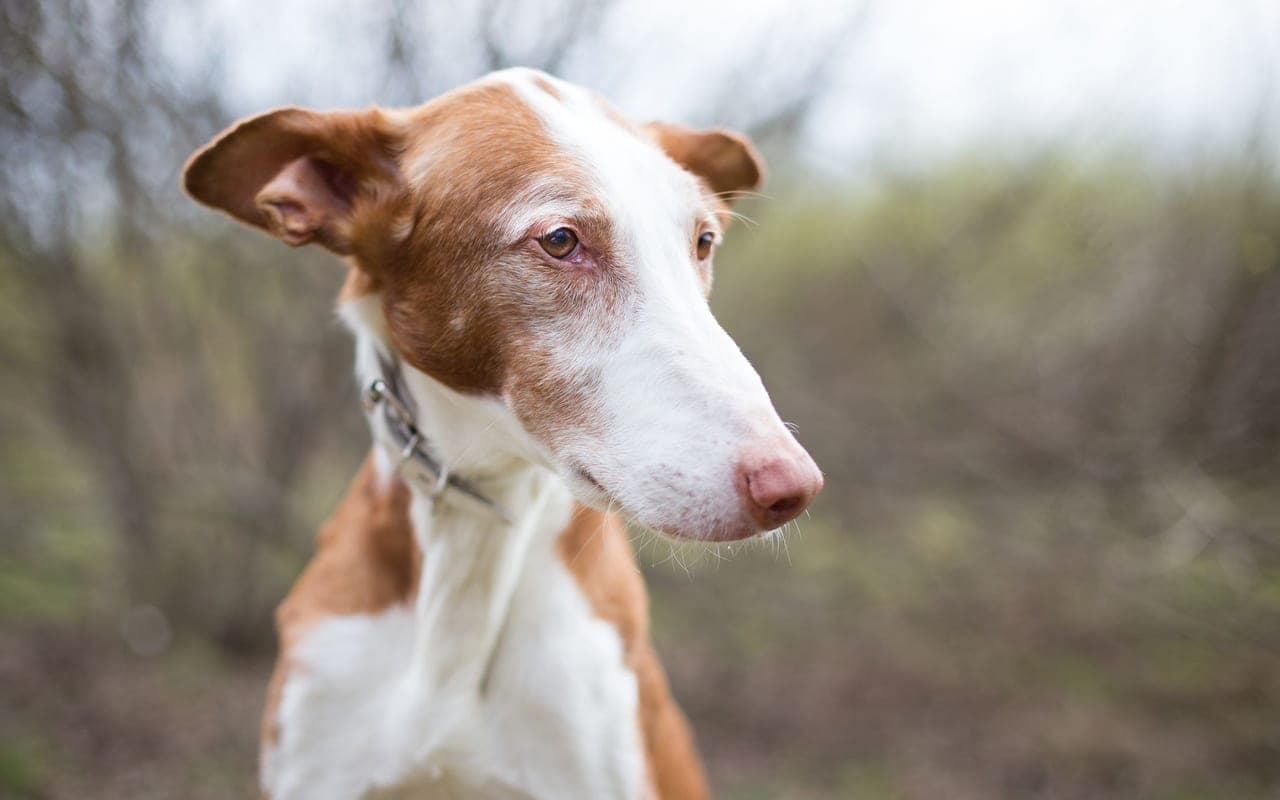 Ibizan Hound — photo by Marina Riijik (Pexels)