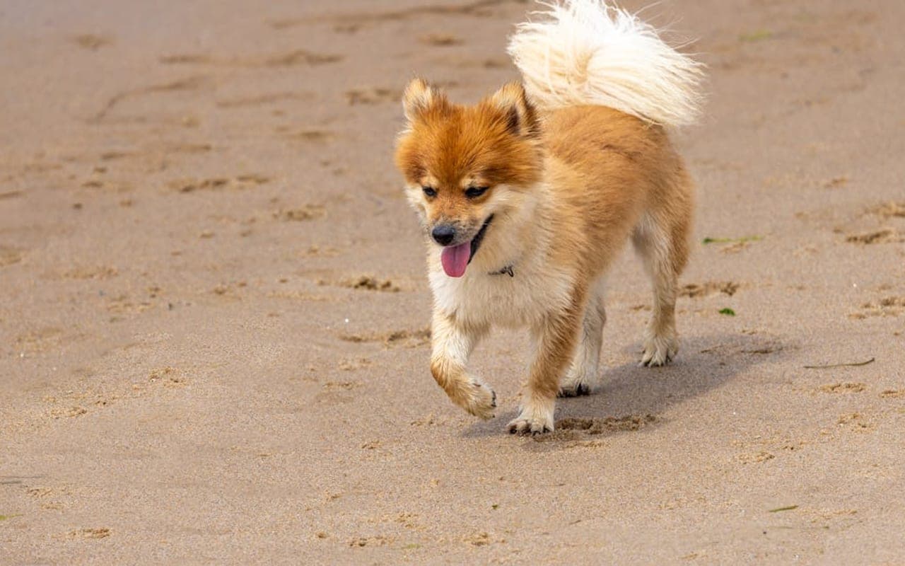 Icelandic Sheepdog