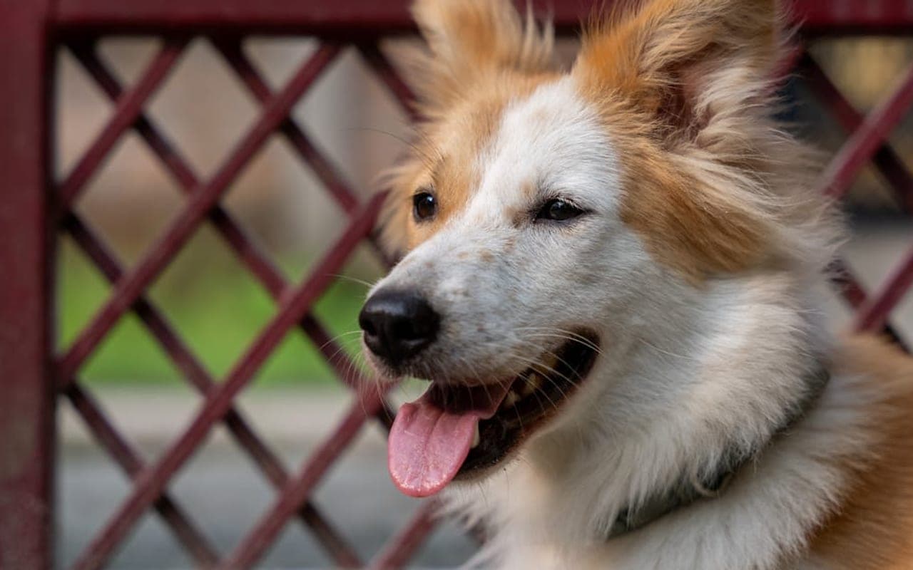 Icelandic Sheepdog — gallery 2