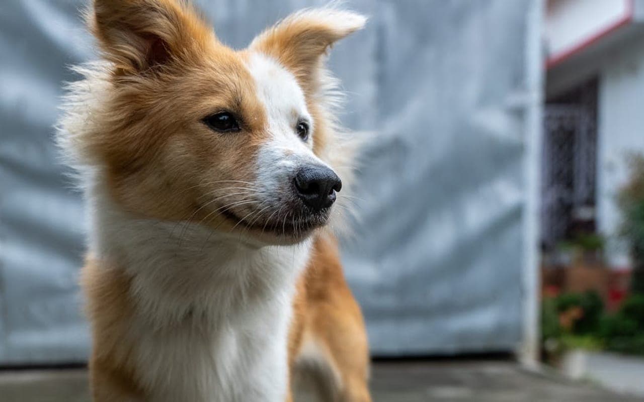 Icelandic Sheepdog — gallery 3