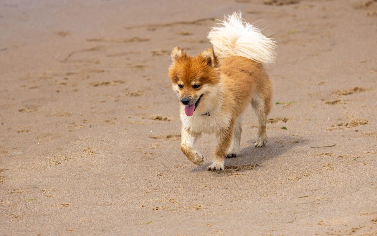 Icelandic Sheepdog — photo by Mohan Nannapaneni (Pexels)