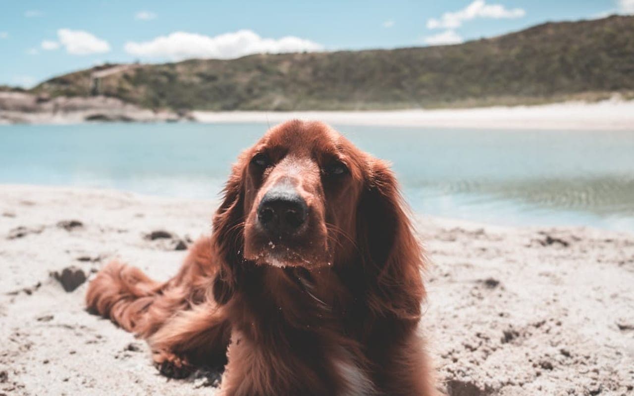 Irish Red and White Setter