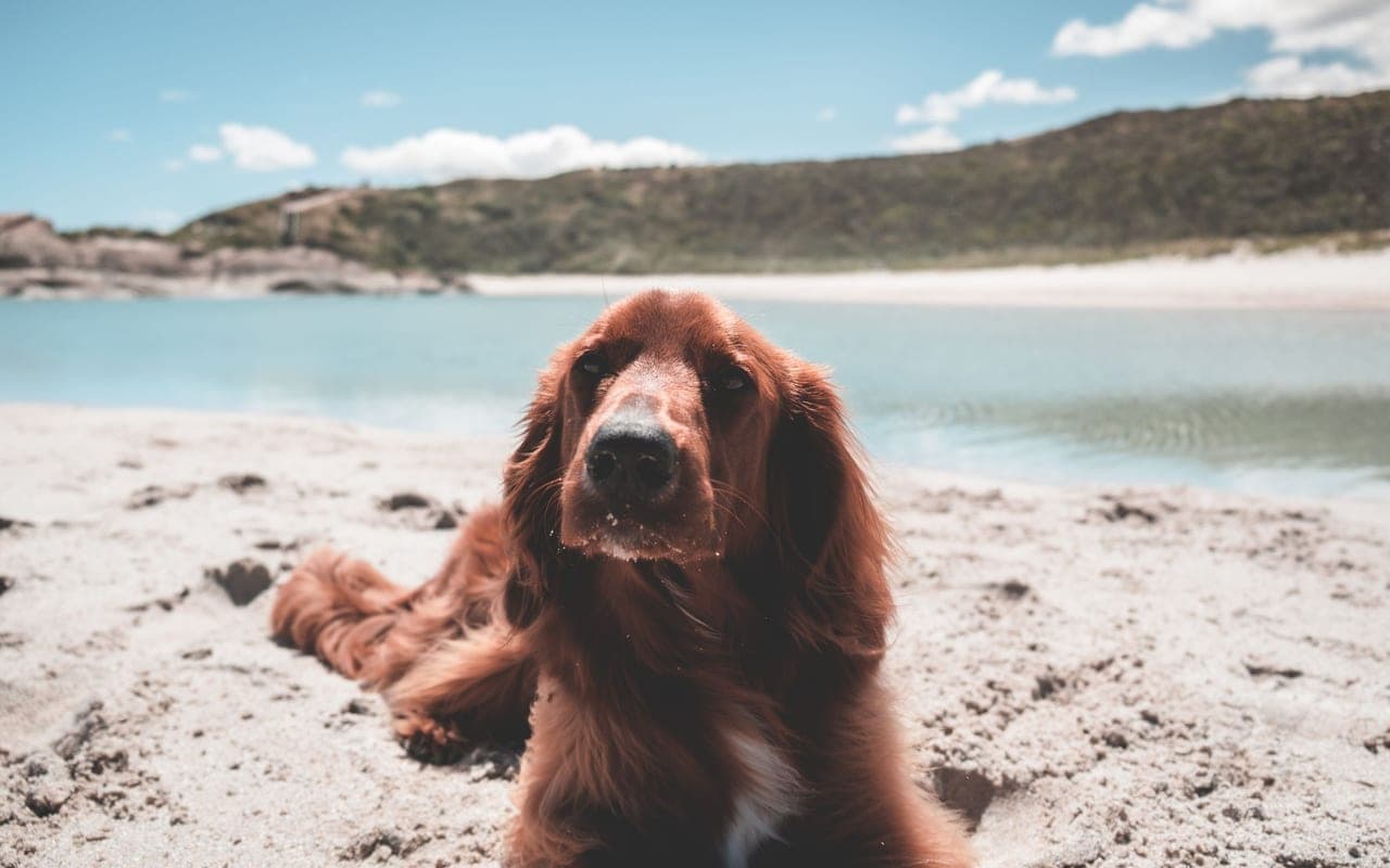 Irish Red and White Setter — photo by Lachlan Ross (Pexels)