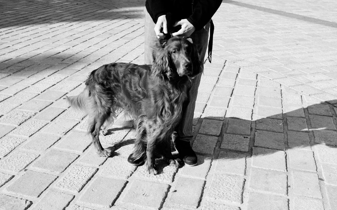 Irish Setter