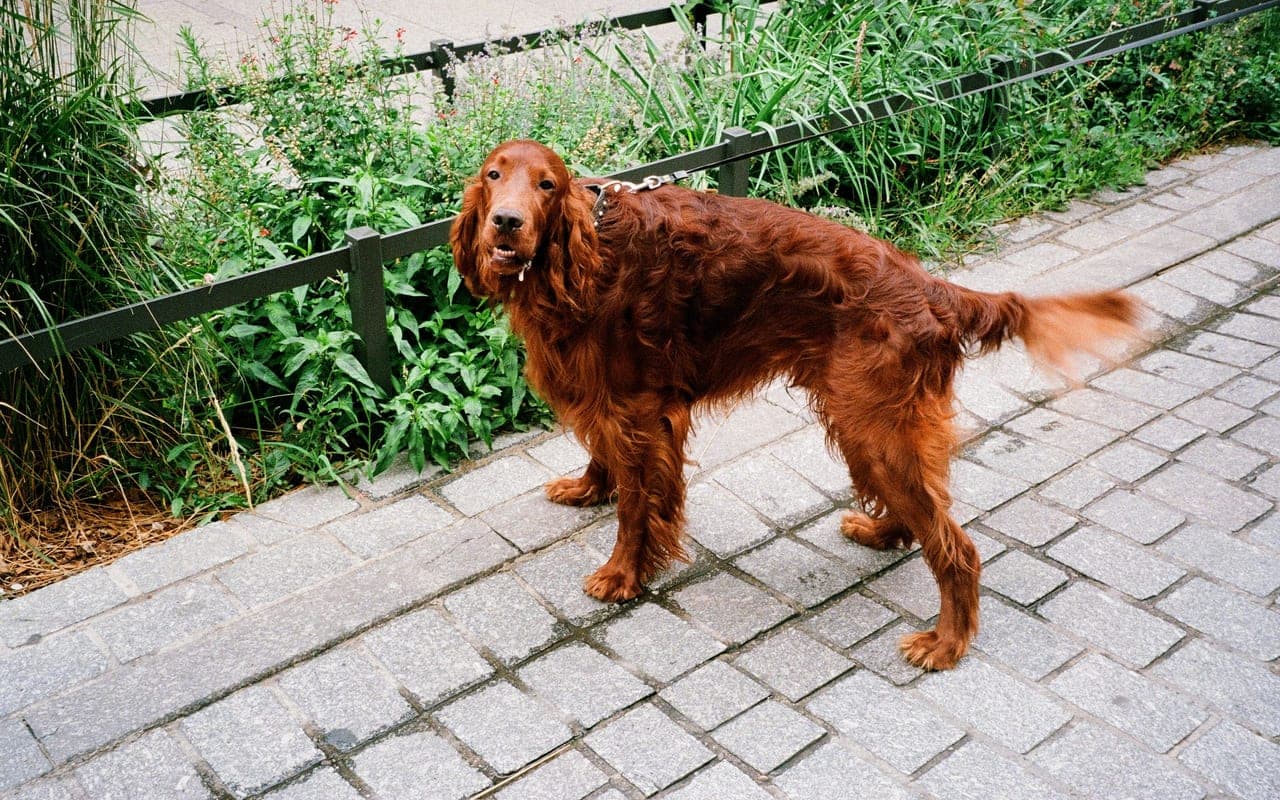 Irish Setter — photo by Alexis B (Pexels)