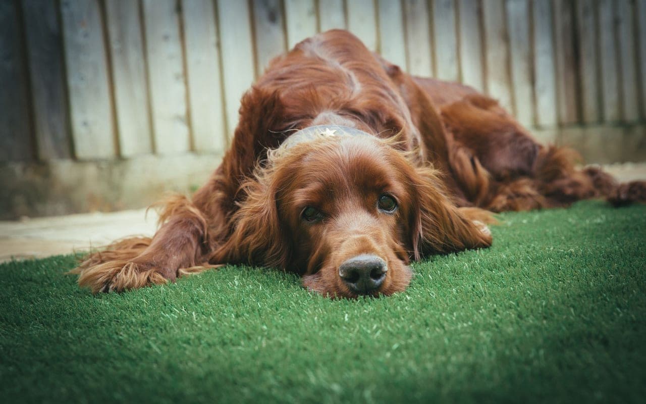 Irish Setter — photo by James Frid (Pexels)