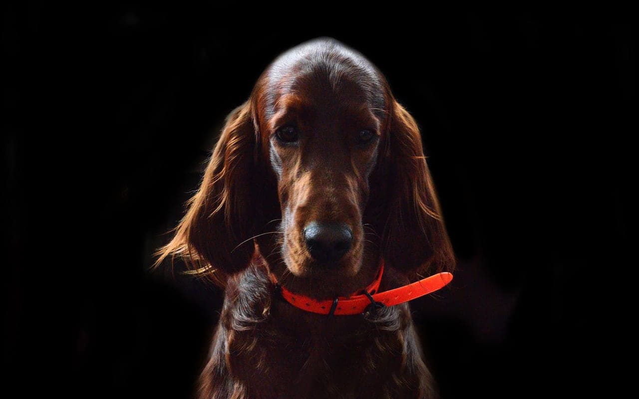 Irish Setter — photo by Viktor Talashuk (Pexels)