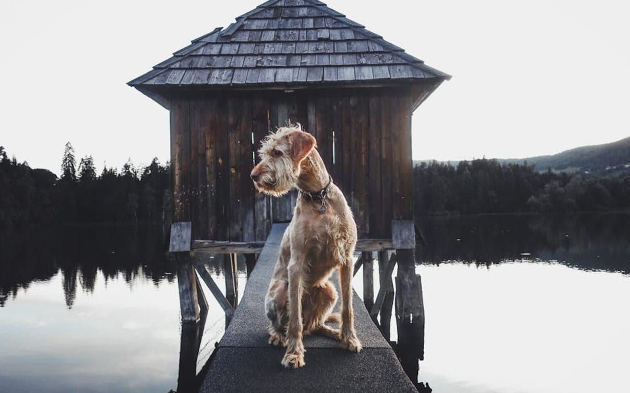 Irish Terrier — gallery 2