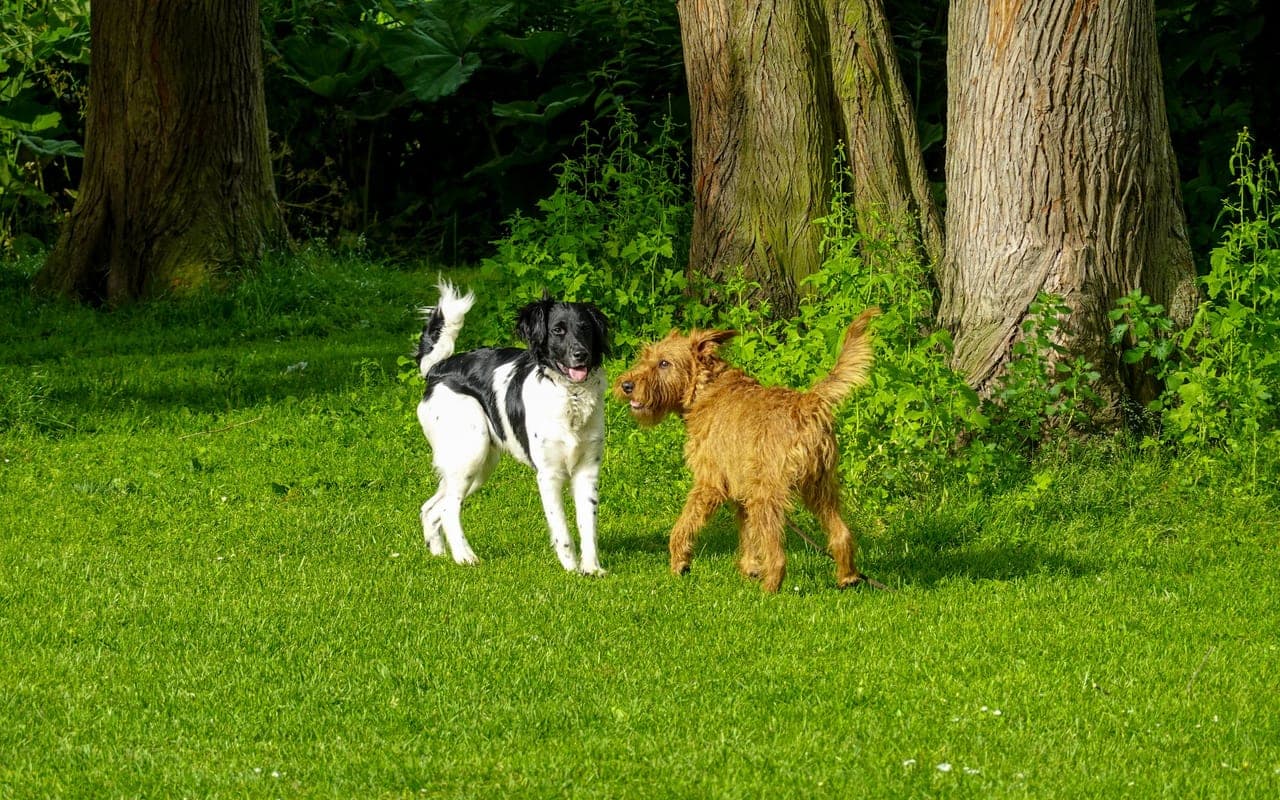 Irish Terrier — photo by Magda Ehlers (Pexels)