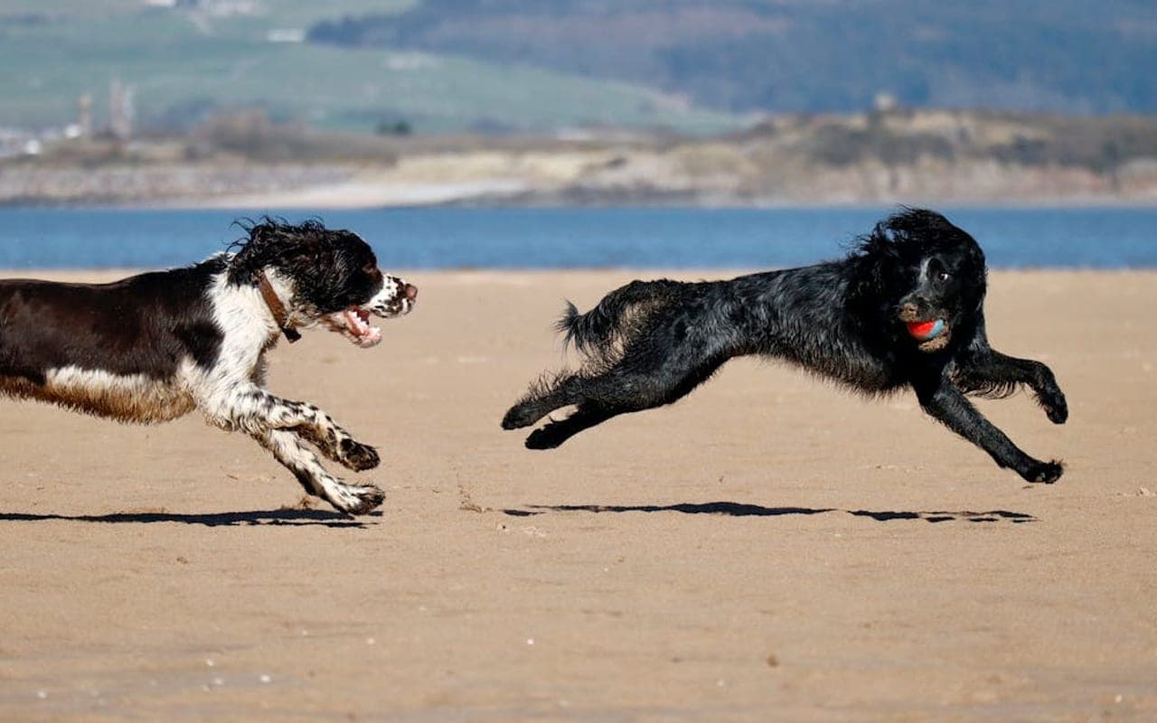 Irish Water Spaniel