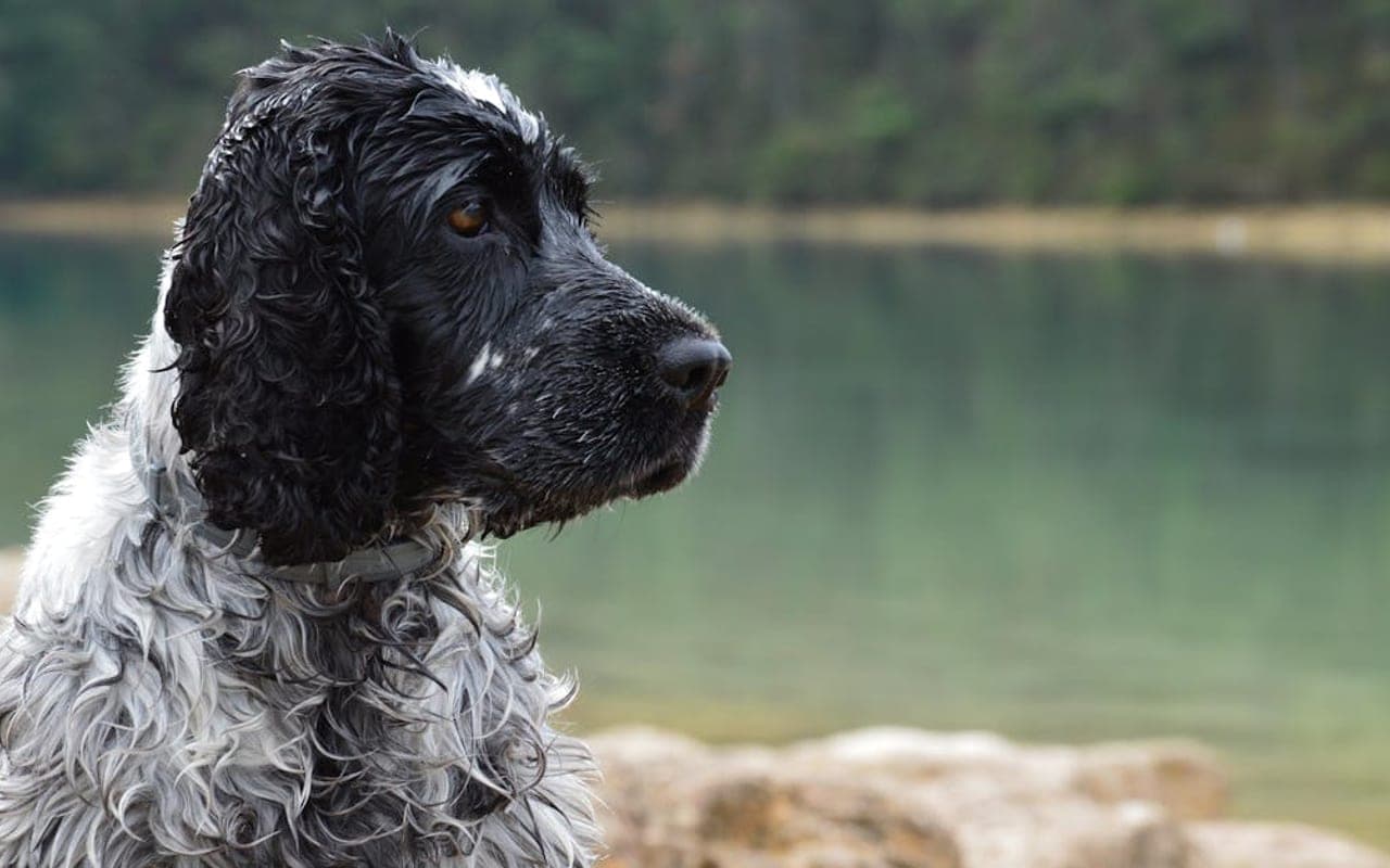 Irish Water Spaniel — gallery 2