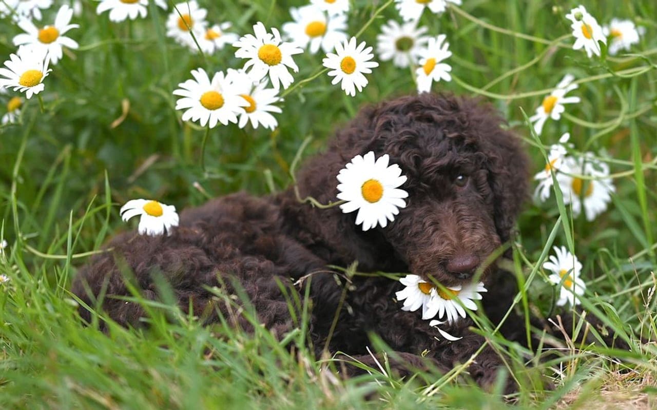 Irish Water Spaniel — gallery 3