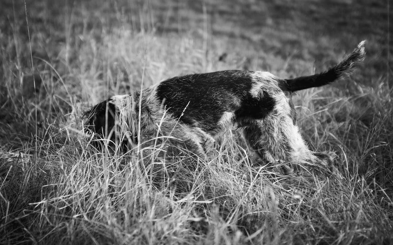 Irish Water Spaniel — photo by Andreas Schnabl (Pexels)