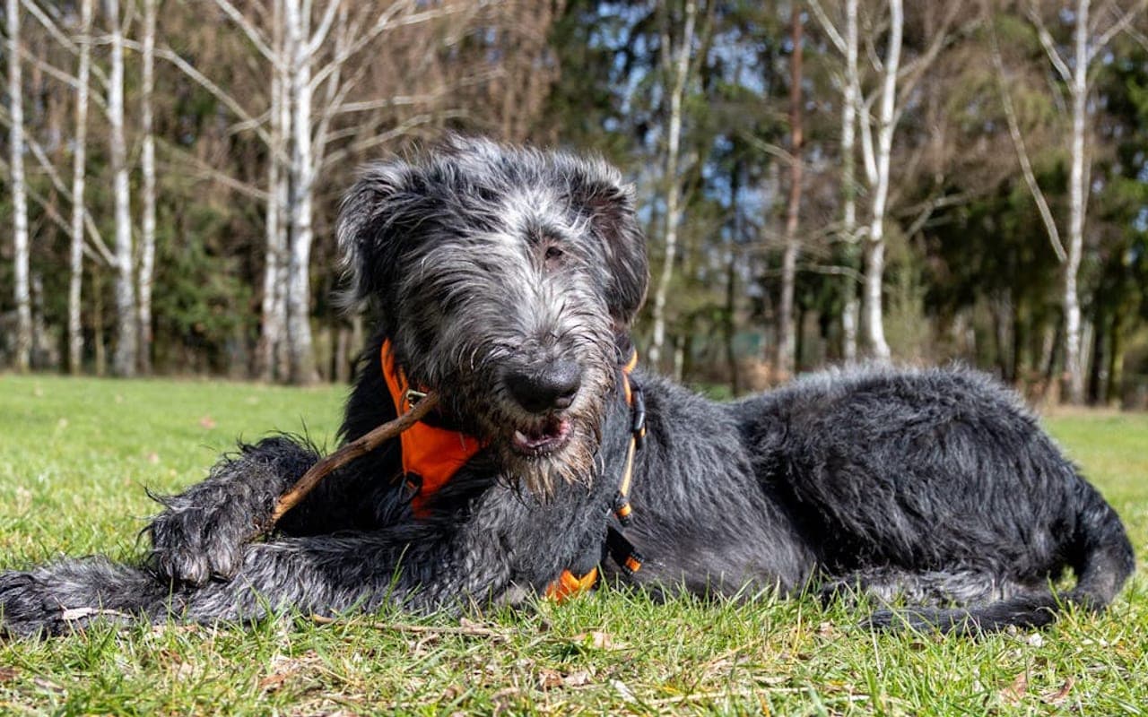 Irish Wolfhound